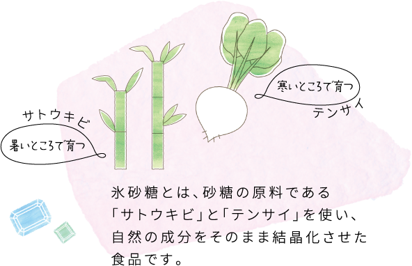 氷砂糖とは、砂糖の原料である「サトウキビ」と「テンサイ」を使い、自然の成分をそのまま結晶化させた食品です。